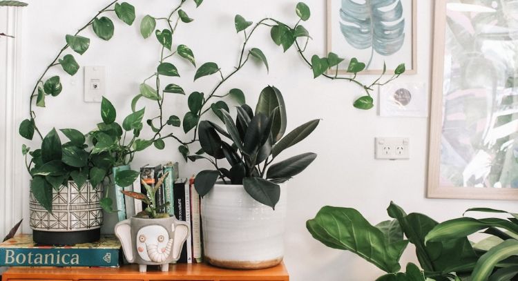 ¡Cuidado! Estas plantas de interior son muy dañinas; puede perjudicarte a ti o a tu mascota