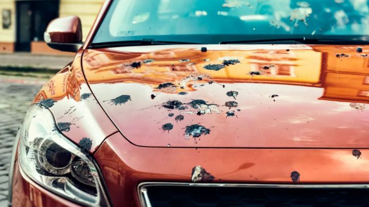 ¿Cómo quitar el excremento de pájaros del coche? Así puedes deshacerte de este sin dañar la pintura