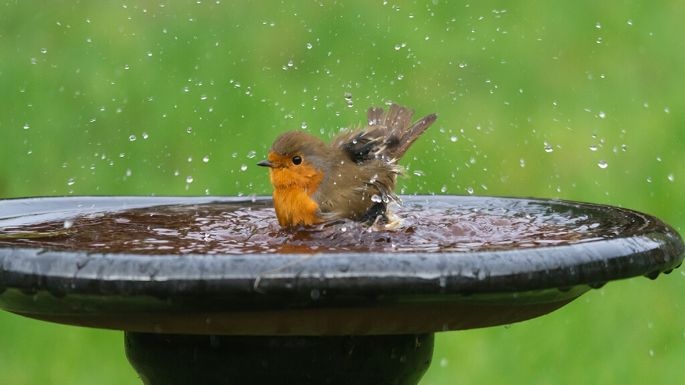 ¿Cómo atraer pájaros a tu jardín? Estos son los pasos a seguir para que se sientan cómodos