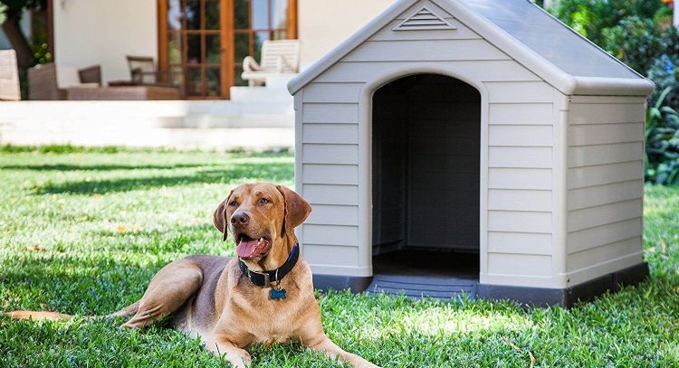 ¿Cómo aislar del frío la casa del perro? Protégelo de los cambios de temperatura