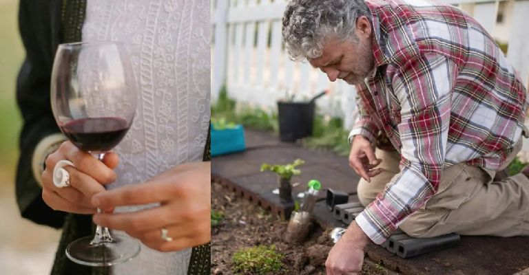 ¿El vino tinto es bueno para las plantas? Descubre la respuesta