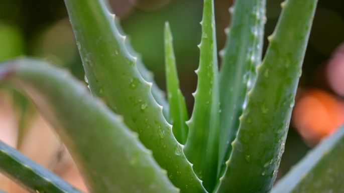 ¡Maravillas de la naturaleza! El aloe vera y sus grandes beneficios para la piel