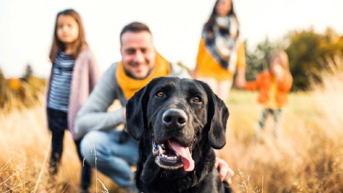 Dejar que tus hijos tengas mascotas les ayudaría a su desarrollo emocional