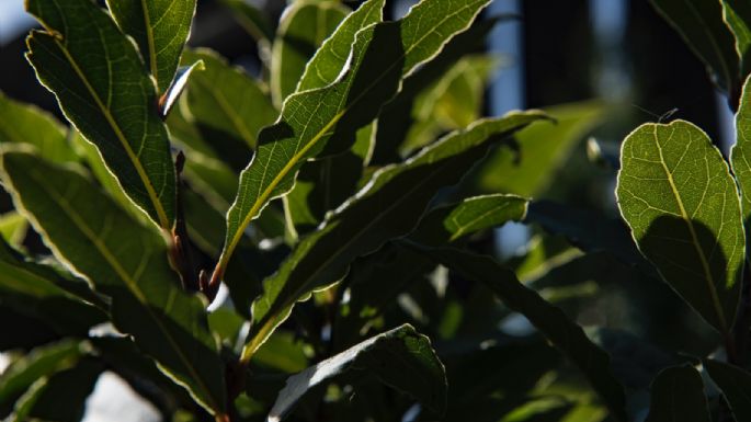 Té de laurel: Una bebida mágica que debes incluir de ahora en adelante en tu día a día