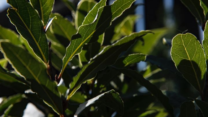 Té de laurel: Una bebida mágica que debes incluir de ahora en adelante en tu día a día