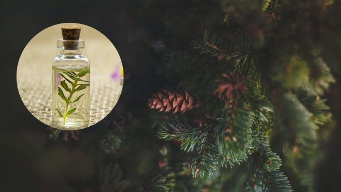 ¡Ya llego la Navidad! Haz que tu casa huela a pino con este aromatizante casero