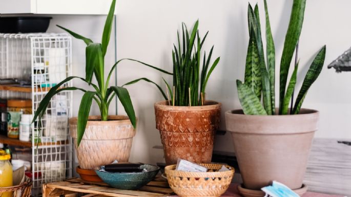 Lengua de tigre: La planta que te ayudará a mejorar tu salud y vida en el hogar