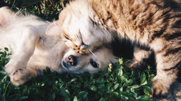 Estos 2 remedios caseros te ayudarán a eliminar el olor a pipí de tu mascota en el hogar