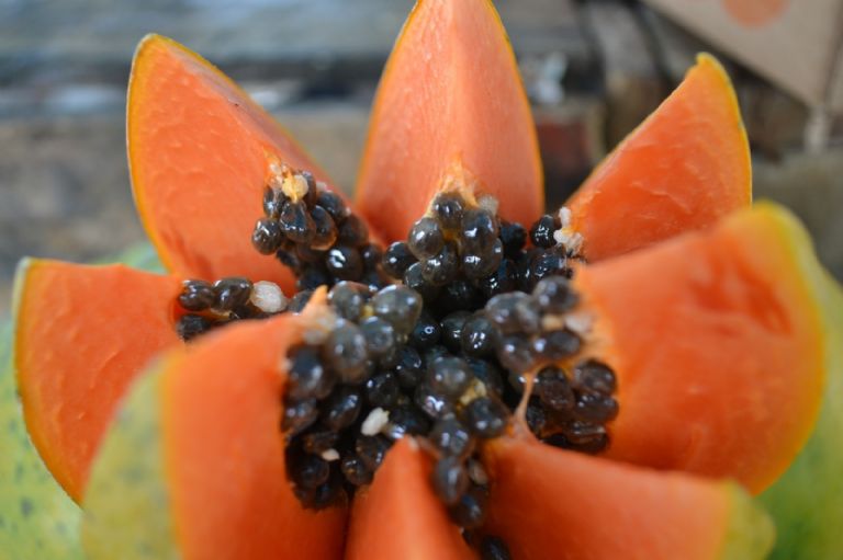 Conoce qué hacer cuando la papaya se amarga