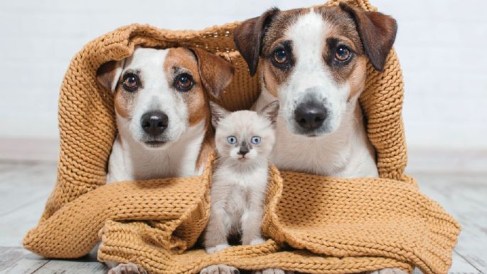 ¡Qué el frío no ataque a tus mascotas! Conoce algunas recomendaciones para protegerlos