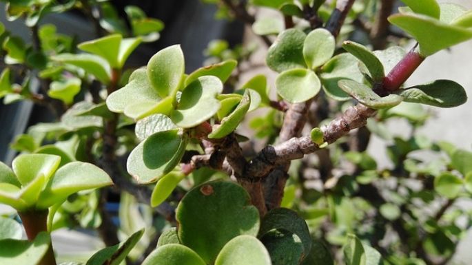 ¿Tienes un árbol de la abundancia? Descubre por qué debes podarlo