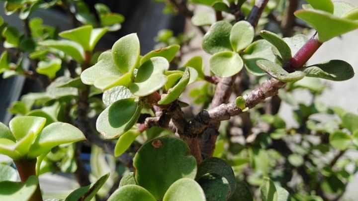 ¿Tienes un árbol de la abundancia? Descubre por qué debes podarlo