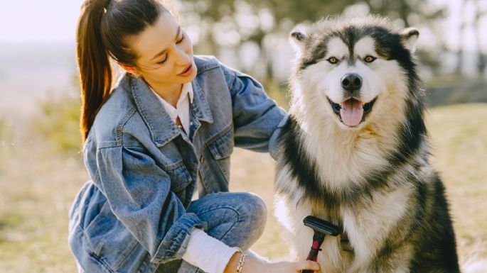 ¿Tienes perros? Haz que crezcan sin agresividad con estos consejos de crianza