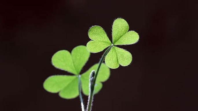 ¡No solo es el árbol de la abundancia! Estas plantas traerán suerte a tu vida