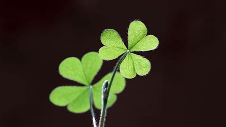 ¡No solo es el árbol de la abundancia! Estas plantas traerán suerte a tu vida