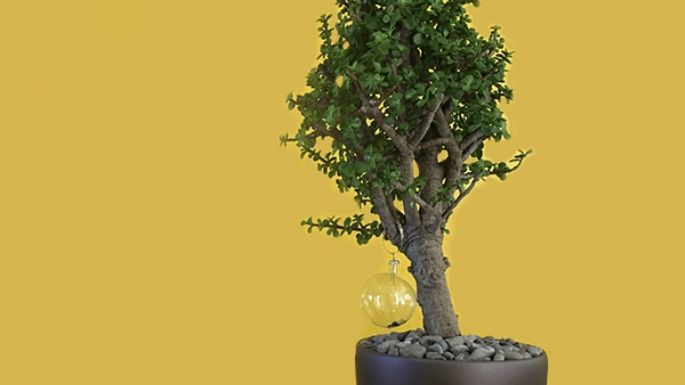 ¡La suerte hasta el cielo! Conoce cómo hacer que tu árbol de la abundancia crezca