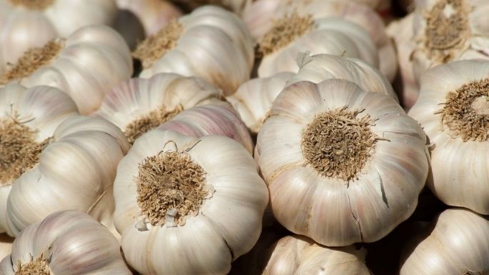 ¿Bueno y malo? Conoce las ventajas y desventajas de consumir ajo