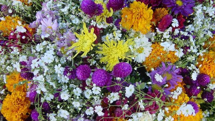 Además del cempasúchil, estas flores también se ponen en el altar de Día de Muertos