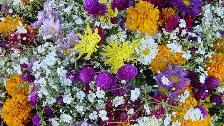 Además del cempasúchil, estas flores también se ponen en el altar de Día de Muertos
