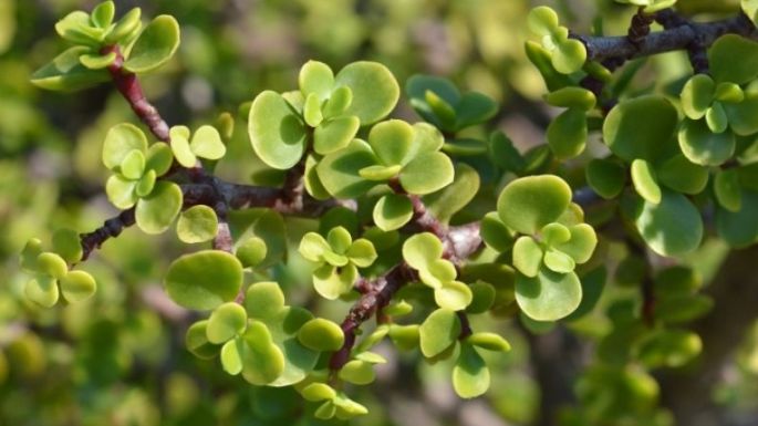 ¡No solo atraen el dinero! Estos son los usos del árbol de la abundancia que no conocías