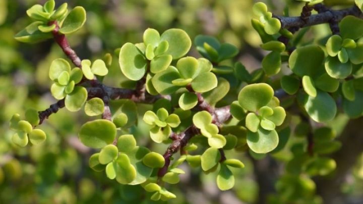 ¡No solo atraen el dinero! Estos son los usos del árbol de la abundancia que no conocías