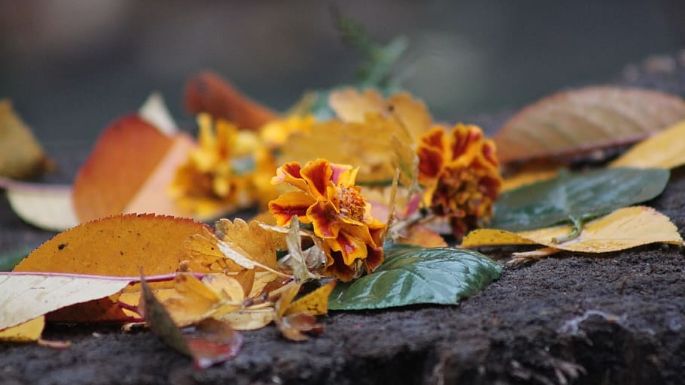 Conoce las flores curativas que debes tener en tu casa durante el otoño