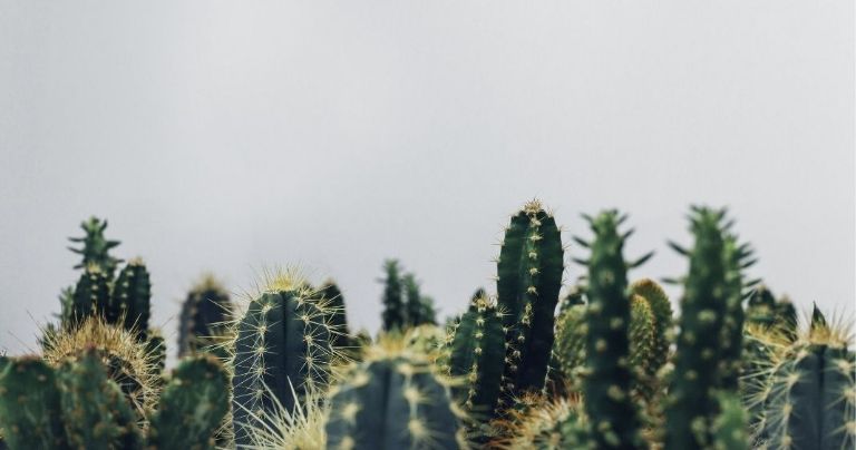 Por qué no decorar con cactus tu casa