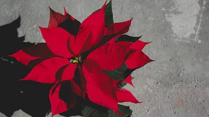 Conoce los maravillosos beneficios de las flores de Noche Buena