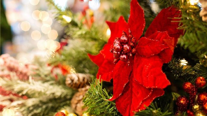 Identifica las flores perfectas para decorar tu casa durante Navidad