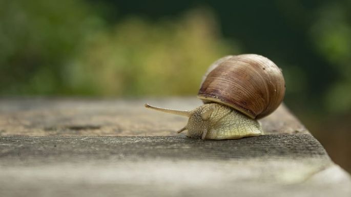 Van al paso de un caracol: Ellos son los signos zodiacales más lentos