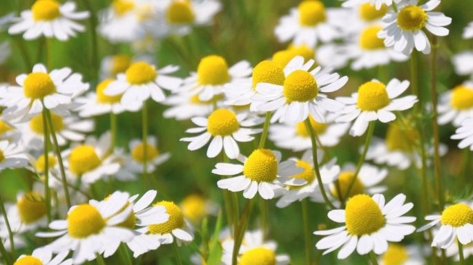 ¿Dolor de cabeza? Estas plantas podrían ayudarte con ese problema