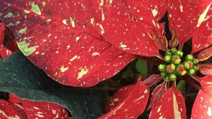 Las flores de la Navidad: Esto es lo que debes saber sobre la planta Nochebuena