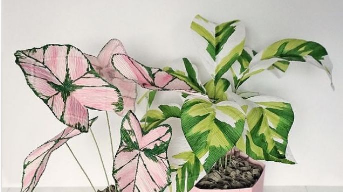 Te gusta el rosa? Entonces necesitas una pink caladium; conoce más de esta planta