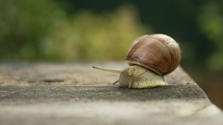 Van al paso de un caracol: Ellos son los signos zodiacales más lentos