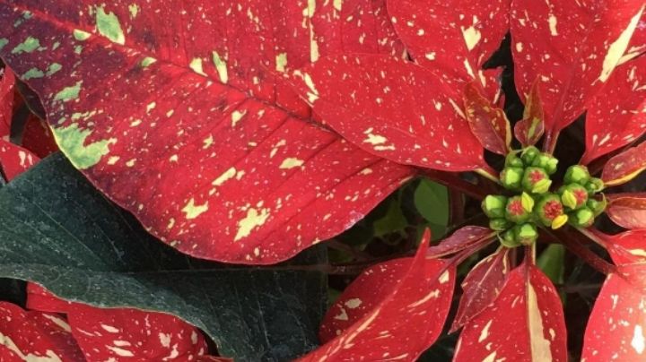 Las flores de la Navidad: Esto es lo que debes saber sobre la planta Nochebuena