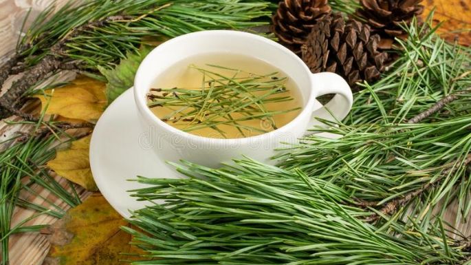 Aprovecha el árbol de Navidad y prepara este té de agujas de pino