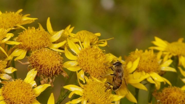 ¿La has usado? Descubre cuáles son los beneficios de la pomada de árnica