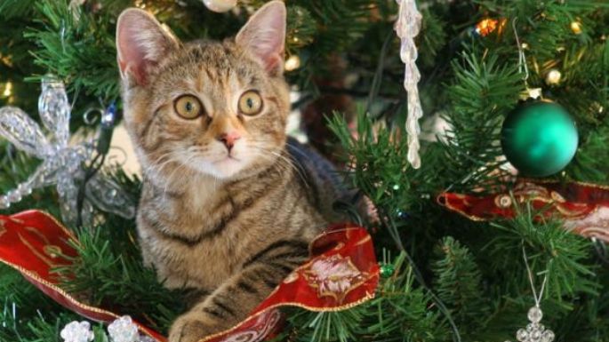 Con estos consejos tu gato se mantendrá alejado del árbol de Navidad