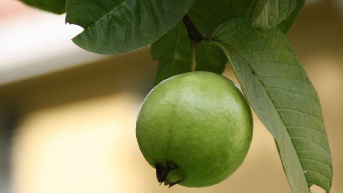 Té de hojas de guayaba; descubre todos sus beneficios