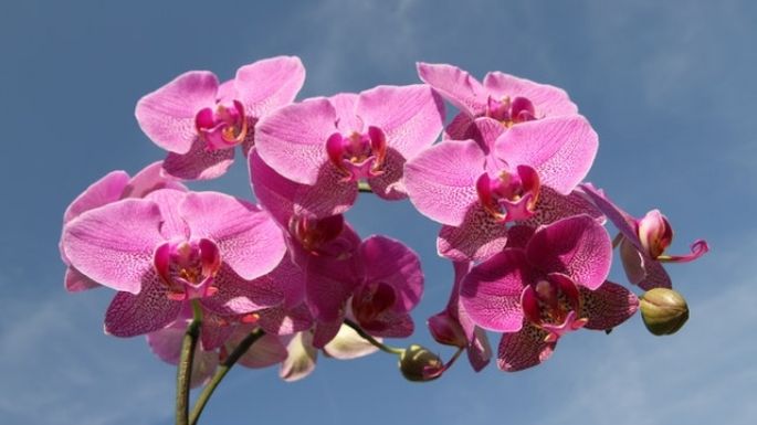 Sigue estos pasos infalibles para cuidar de tus orquídeas y que luzcan hermosas