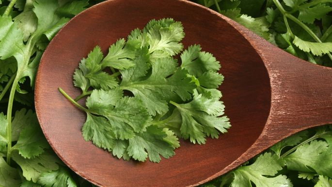 ¡Sin químicos! De esta manera puedes desinfectar el cilantro correctamente