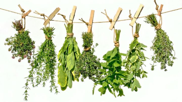 Plantas medicinales prehispánicas: Para qué eran utilizadas y sus beneficios