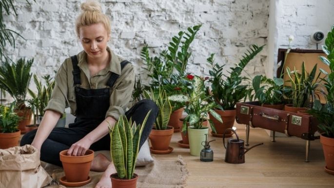 Hola 'plant lady': Estas son las señales de que avanzaste en el nivel de amante de las plantas