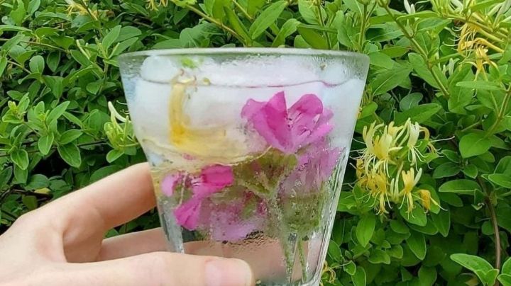 Una limonada ideal para primavera: Conoce cómo hacerla con flores comestibles