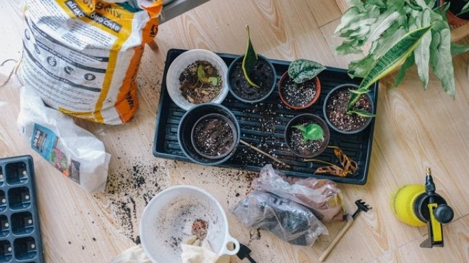 ¡No busques más! Elabora tu fertilizante en casa para mantener a tus plantas llenas de vida