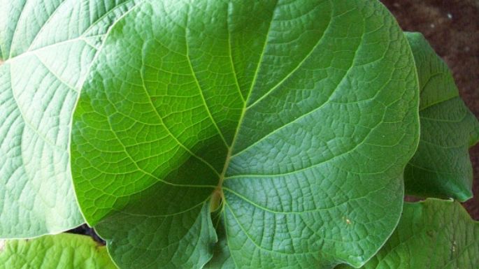 Hoja santa: Conoce su origen y los grandes beneficios que tiene este ingrediente ancestral