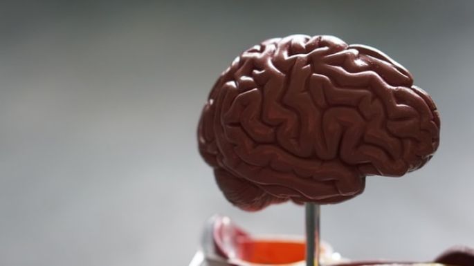 Salud: Conoce lo que le sucede al cerebro cuando el corazón deja de latir