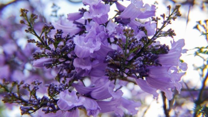 La jacaranda: A parte de su colorida belleza conoce sus propiedades medicinales