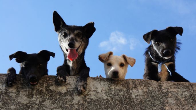 ¿Sabías que las mascotas son terapéuticas? Estas son las razones que te dirán por qué