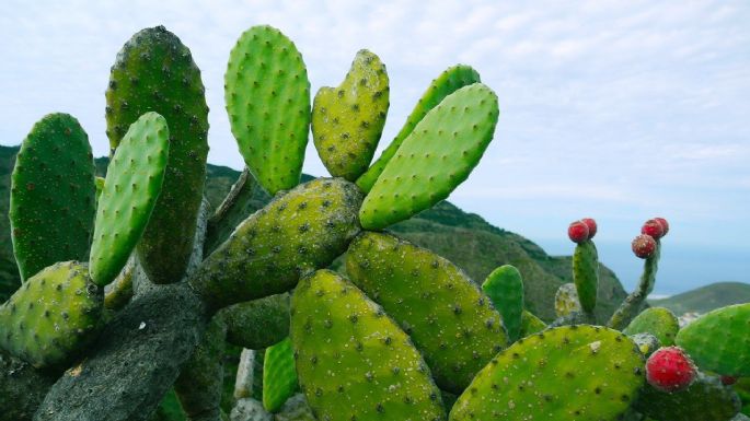 ¿Buscas una ensalada o una entrada? Esta nutritiva opción de nopales te acompañará